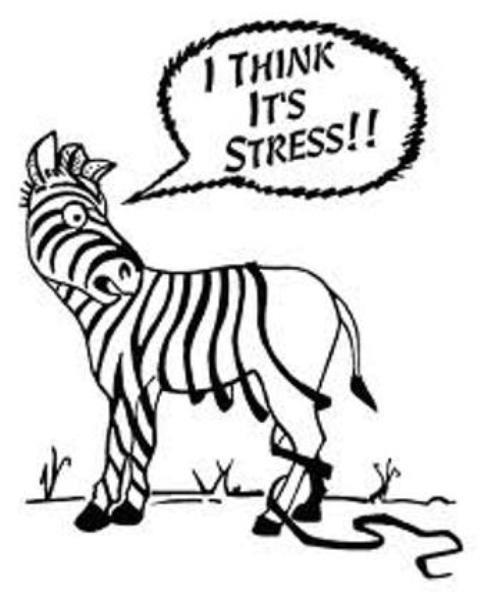 stressed-zebra