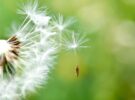 Corso di Mindfulness MBSR a Camposampiero – Aprile 23